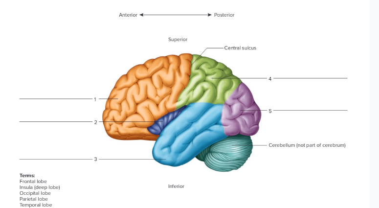 <p>Label the following: 5 lobes</p>