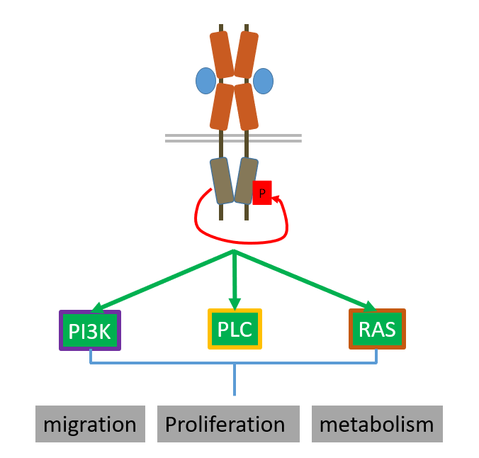 <ul><li><p>ligand binding causes a conformational change</p></li><li><p>receptors dimerise (can take different modes depending on the receptor) and it causes each receptor to phosphorylate one another —&gt; caused by catalytic domain flipping from the inactive to the active state</p></li><li><p>after cross phosphorylation it allows the receptors to phosphorylate the tails of the receptors on tyr residues</p></li><li><p></p></li></ul><p></p>