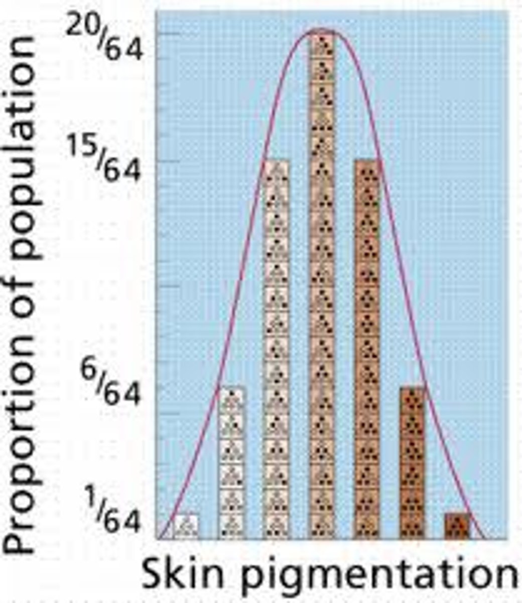 <p>Multiple genes (e.g., height, skin color).</p>