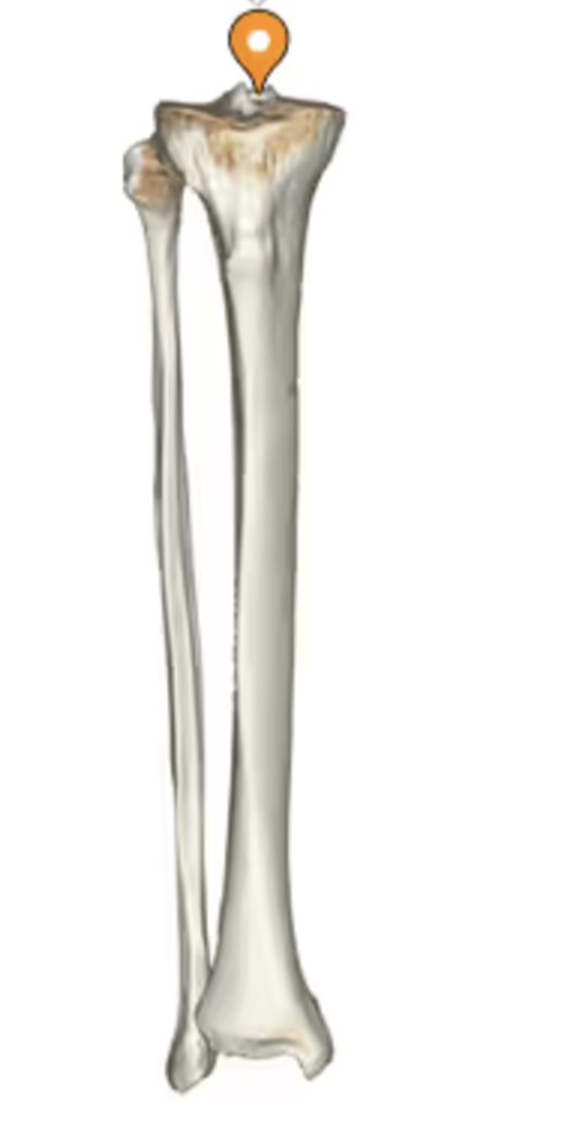 <p>proximal end of tibia: </p>