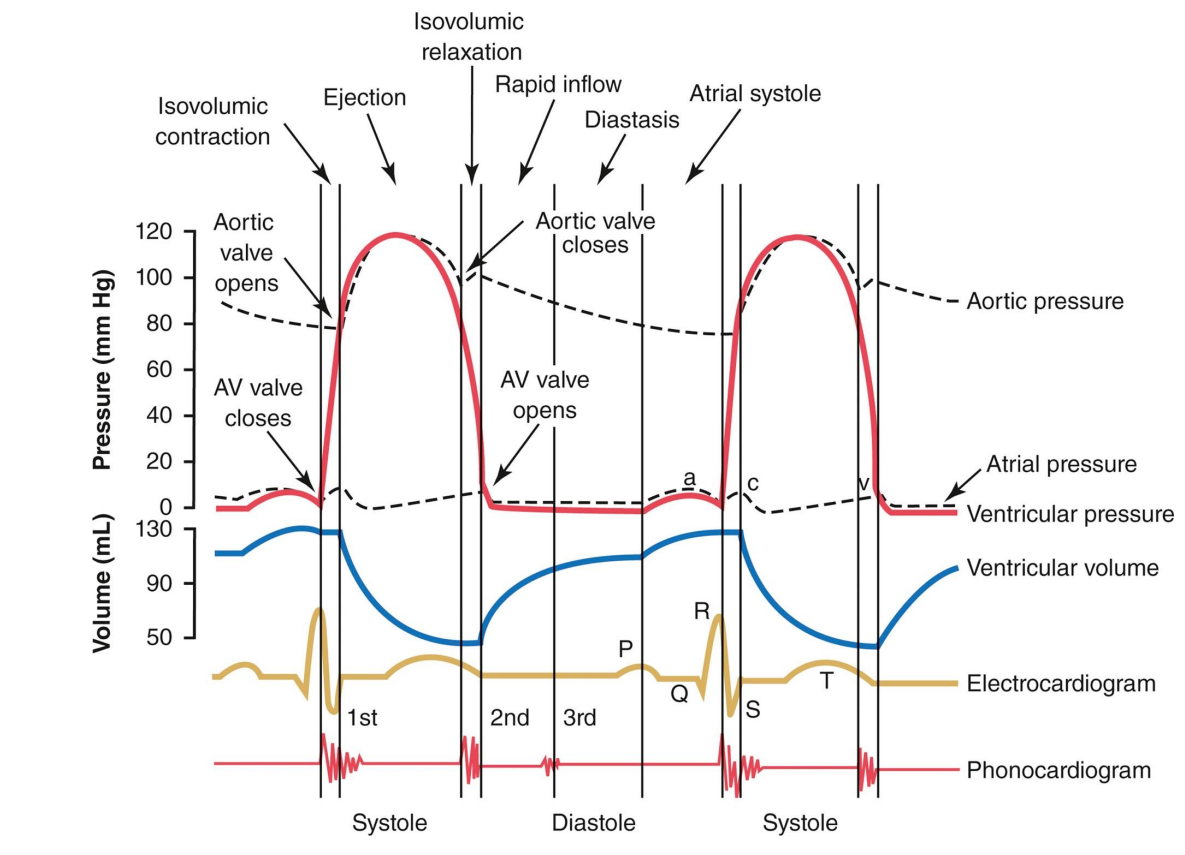 <ol><li><p><strong>Ventricular Systole</strong>: <strong>QRS </strong>→ ventricular contraction</p></li></ol><ul><li><p>immediately after atrial contraction→ topping off → immediate rise of ventricular volume → increase in ventricular pressure > atrial pressure → AV mitral valve closes → 1st heart sound</p></li><li><p><strong>isovolumetric contraction</strong> w/ 2 closed valves (ventricular pressure < aortic pressure→ aortic valve still closed) → sharp increase in pressure, no volume change</p></li><li><p><strong>rapid ejection</strong>: ventricular pressure > aortic pressure → aortic valve opens → rapid decrease in ventricular volume and pressure</p></li><li><p><strong>reduced ejection</strong>: <strong><u>T wave</u></strong> → repolarization of ventricles → lower rate of decrease in volume and pressure</p></li></ul><p></p><ol start="2"><li><p><strong>Ventricular Diastole</strong> (completion of repolarization): end of <strong>T wave → diastole start</strong></p></li></ol><ul><li><p><strong>isovolumetric relaxation: </strong>decrease in ventricular pressure < aortic pressure → aortic valve close → 2nd heart sound</p></li><li><p>both valves closed (ventricular pressure > atrial pressure → AV valve closed) → rapid decrease in pressure, no volume change</p></li><li><p><strong>Rapid refilling:</strong> drop in ventricular pressure < atrial pressure → AV mitral valve opens → 70% of blood passively pours into ventricle → large increase in volume</p></li></ul><p></p><ol start="3"><li><p><strong>Atrial Systole (during ventricular diastole): P wave → atrial contraction</strong></p></li></ol><ul><li><p>slight increase in atrial/ventricular pressure (AV valves are open)</p></li><li><p>atrium contract → slight bump in ventricular volume → last 30% topping off ventricle</p></li></ul><p></p>