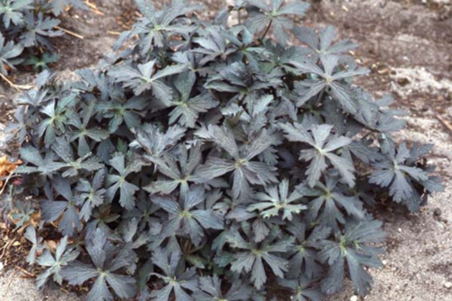 <p>-Bronze/purple foliage cultivar</p>