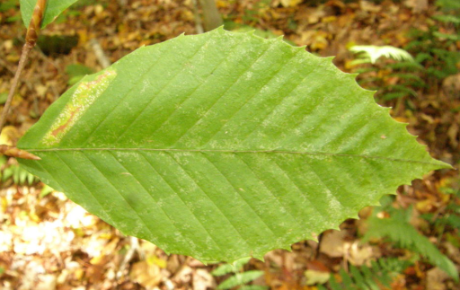 term image