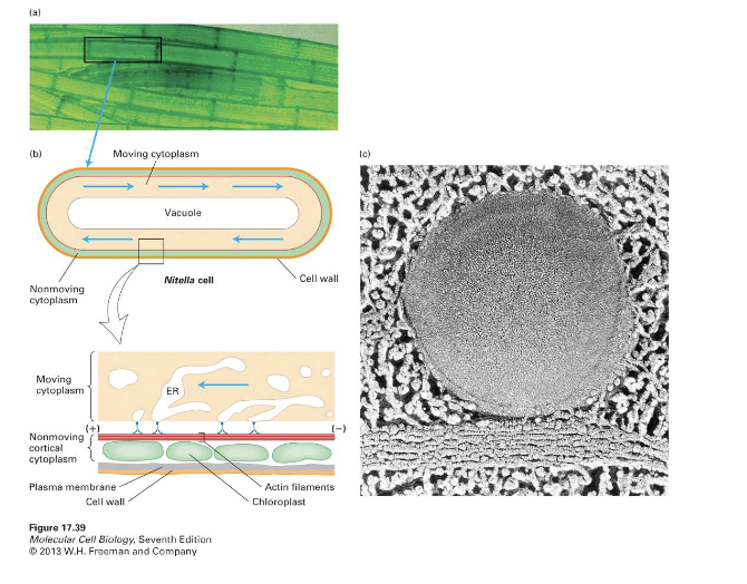 <ul><li><p>Myosin motor proteins move along actin filaments using ATP hydrolysis, enabling high velocities (up to <strong>70 </strong><span><strong>μm/s</strong> in Chara algae)</span></p></li><li><p><span>Good for large cells diffusion is slow</span></p></li><li><p><span>High velocity due to high ATPase activity and fast ADP dissociation</span></p></li></ul><p></p>
