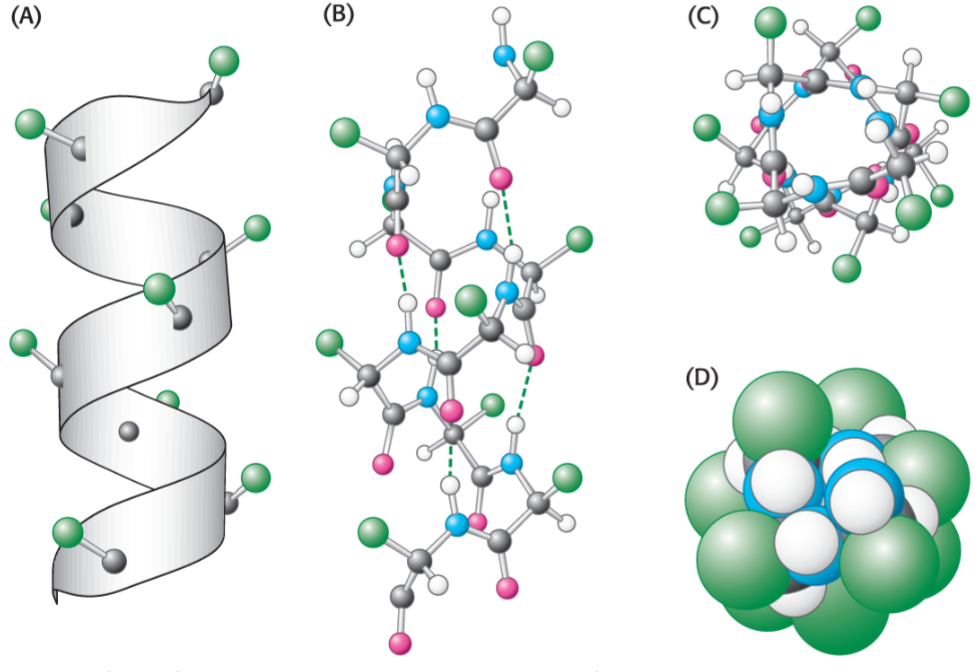 <ul><li><p>right handed helix w/ side chains pointing out</p></li><li><p>intra-strand hydrogen bonds form btwn backbone C=O and N-H groups (i and i+4), buried down centre of helix</p></li><li><p>there 3.6 residues per 360 deg turn and each residue is 1.5 A high</p></li></ul>