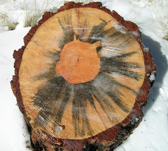 discoloration in wood
