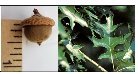 <p>Fagaceae</p><p>Quercus palustris</p>