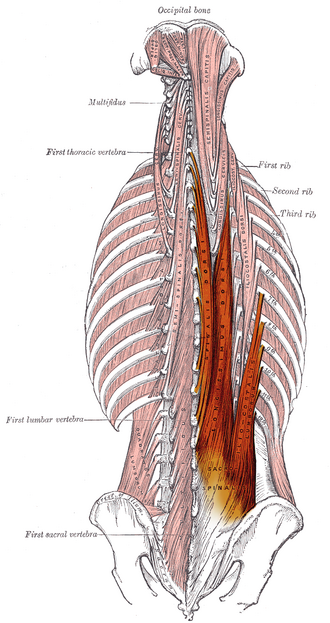 <p>erector spinae </p>