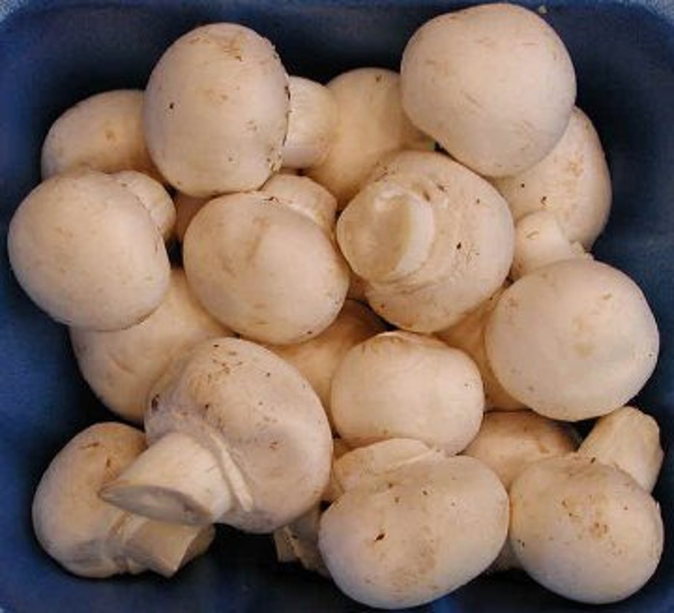 <p>Plants</p><p>1) Mushrooms</p>