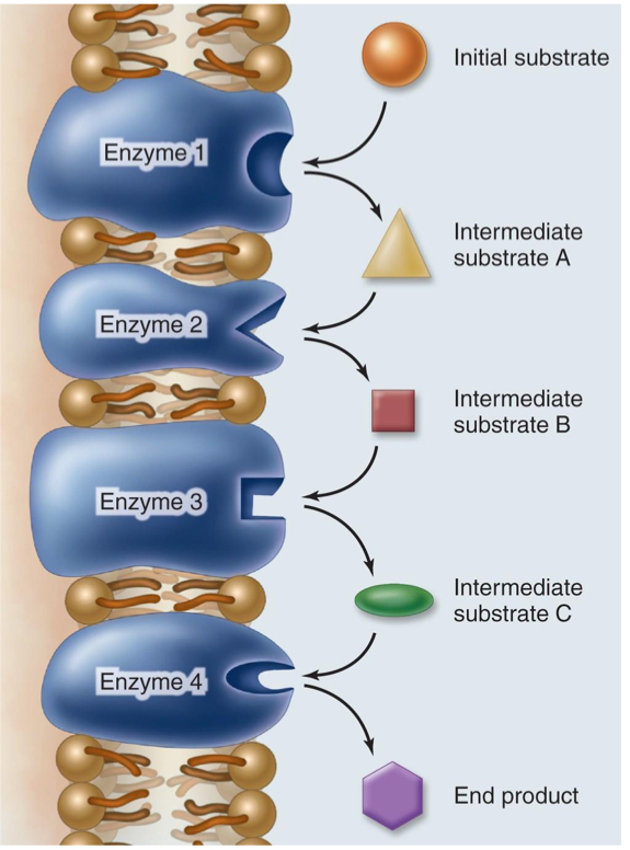<p>consists of multiple chemical reactions that occur at the same area and the product of one enzyme becomes the substrate of the next</p>