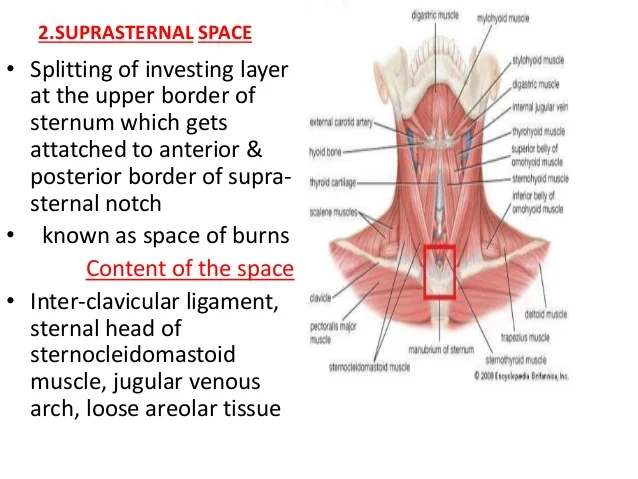 <p>The suprasternal space is between the superficial (investing) and middle lamina of deep cervical fascia.</p><p><strong><mark data-color="red" style="background-color: red; color: inherit">A. Yes</mark></strong></p><p>B. No</p>