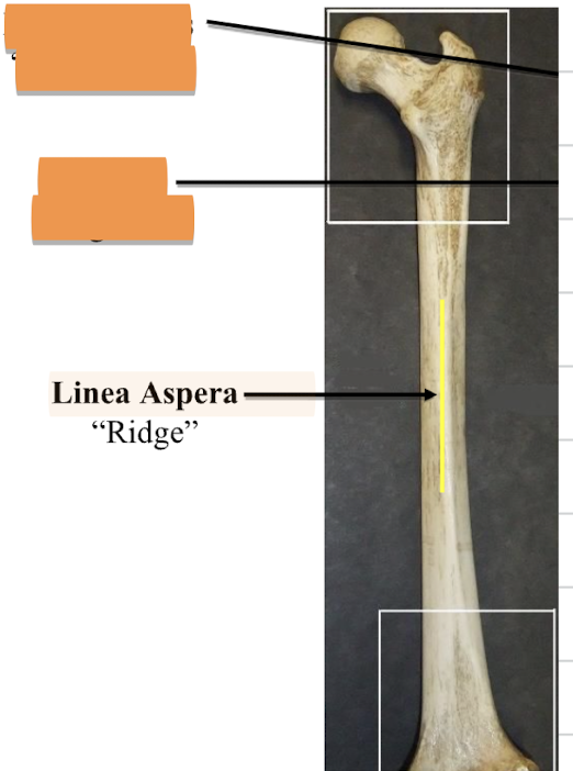 <p>Linea Aspera </p>