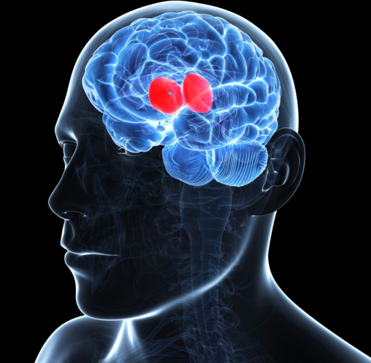 relay station for incoming and outgoing sensory information (with the exception of smell)
