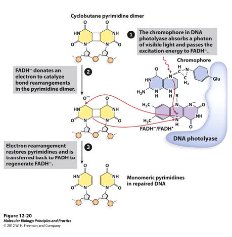 <p>Direct Reversal of UV Damage by E. coli photolyase: </p><p><span>•Photolyase systems use the energy from light in the visual range to directly reverse_________.</span></p><p><span>•These proteins are present in all animals EXCEPT________ which have evolved a different system devoted specifically to dealing with thymine dimers</span></p>