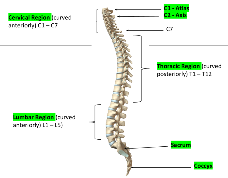 <p>Vertebral column</p>