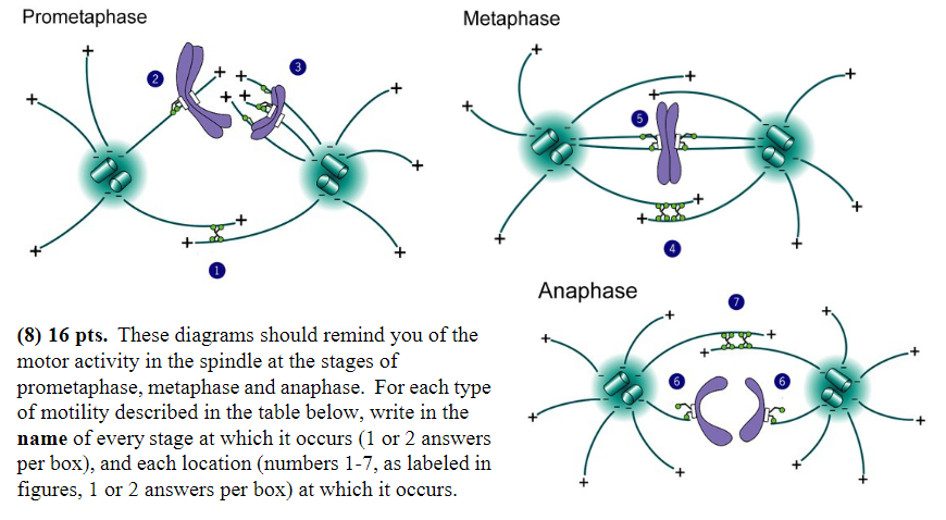 <p>Minus-end-directed<span> </span>motor<span> </span>proteins<span> </span>exert<span> </span>force<span> </span>that successfully moves chromosomes:</p>