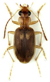 <p>Ground beetle</p>