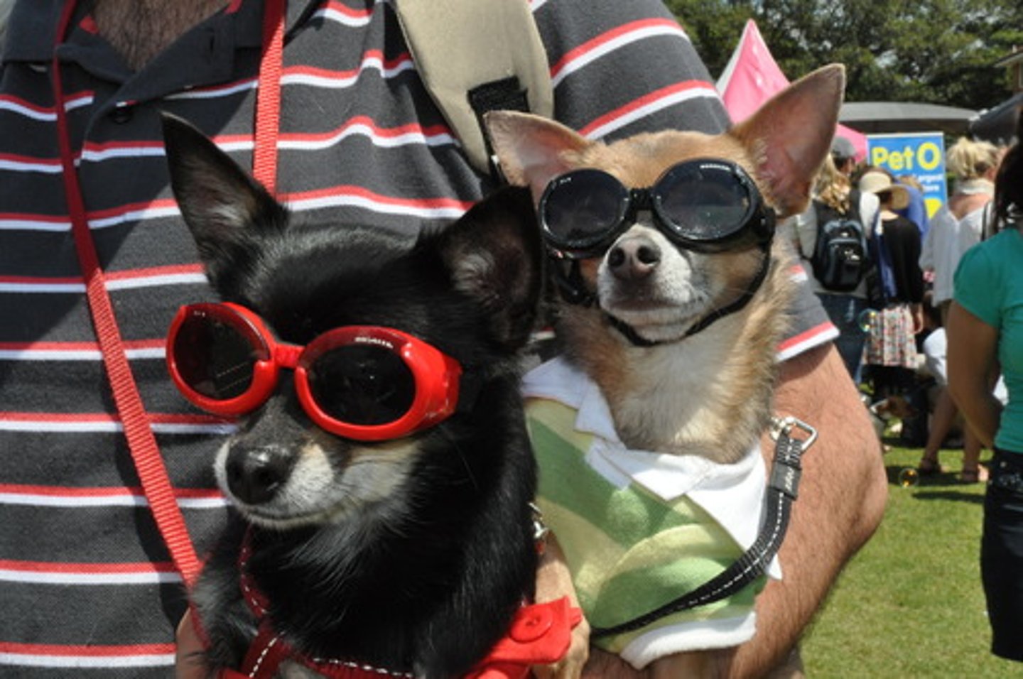 <p>zwierzątko domowe</p>