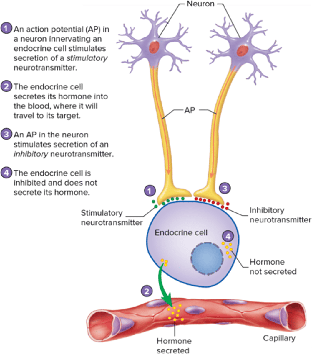 <p>- Concentration of specific substances (eg. glucose)</p><p>- Neural stimulation (eg. SNS & epinephrine)</p><p>- Endocrine sequences (eg. epinephrine => aldosterone ...)</p>