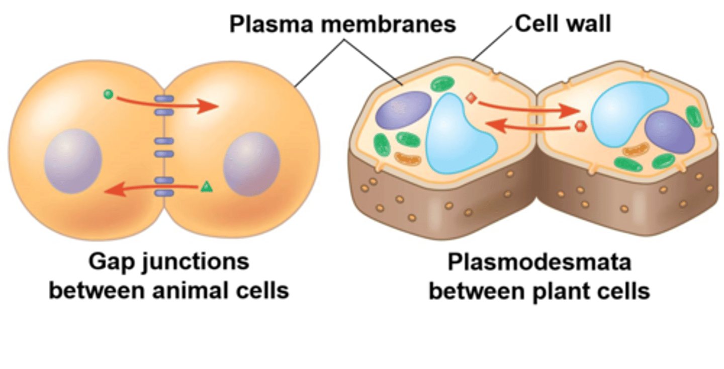 <p>1. Juxtracrine signaling</p><p>2. In animals, this is done by gap junction (little holes connecting membranes)</p><p>3. In plants, this is done by plasmodesmata (little holes connecting cell wall)</p><p>4. this can also be done via proteins </p>