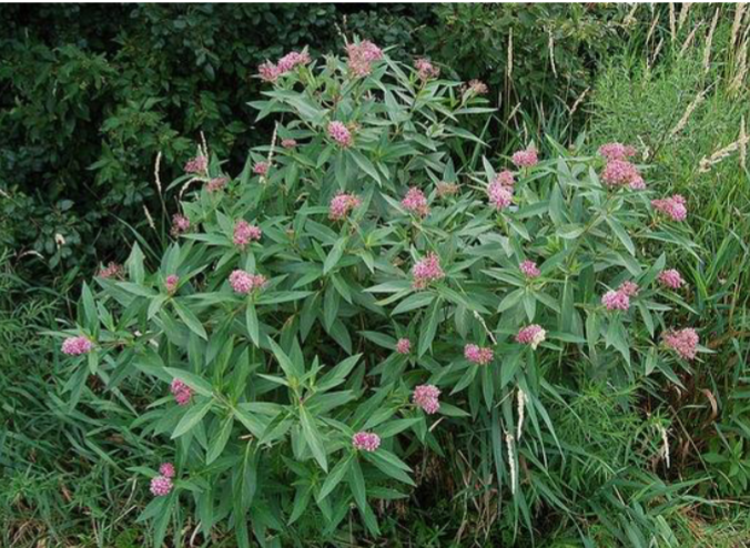 <p>Swamp Milkweed</p><p>Sun</p><p>Pollinator garden, rain garden</p>