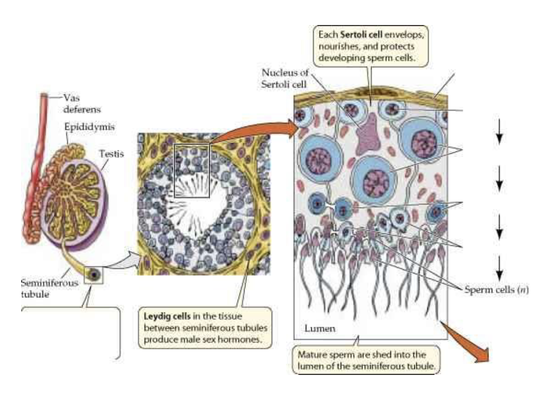 <ul><li><p>spermatogonia → near periphery of tubule</p></li><li><p>spermatozoa → near tubule lumen</p></li><li><p>in spaces between tubules are interstitial cells of Leydig</p></li></ul><p></p>