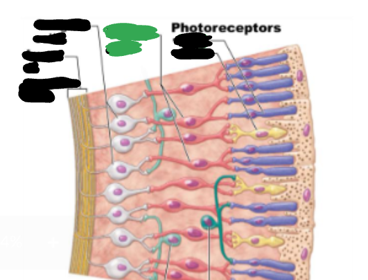 <p>Ganglion cells </p>