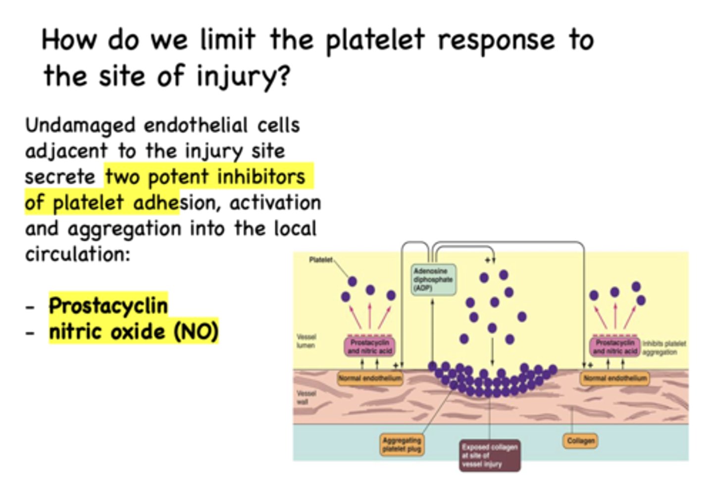<p>Prostacyclin and nitric oxide (NO) are two potent inhibitors of platelet adhesion</p>