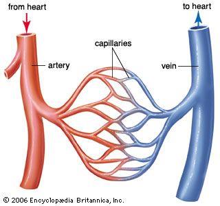<p>Vessel categories</p>