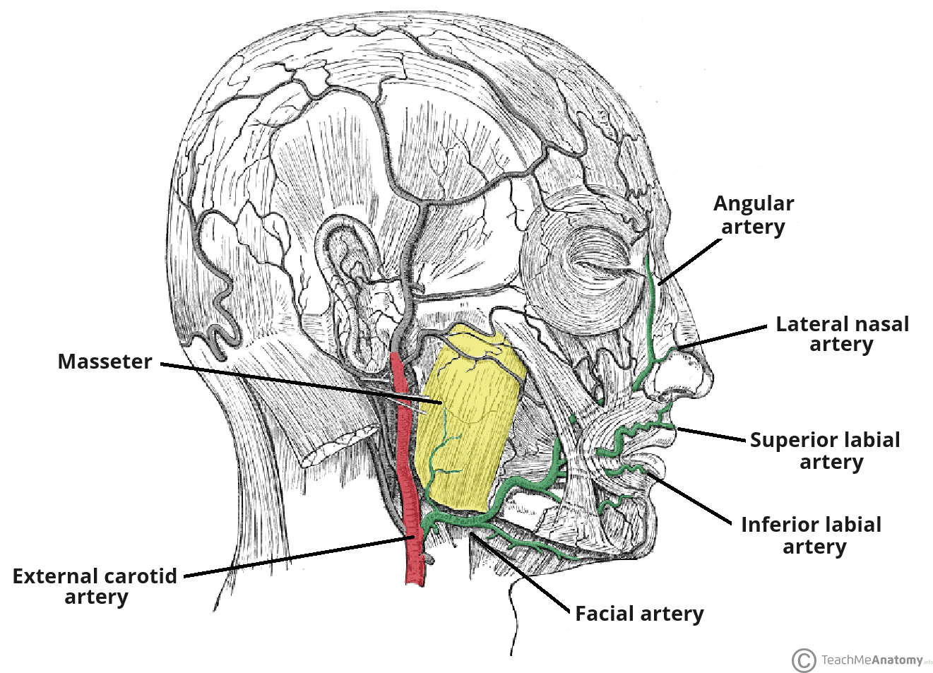 <p>Facial artery (branch of the external carotid artery)</p>