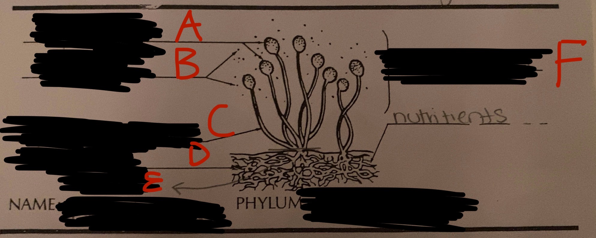 <p>Label the letters with the correct term</p>