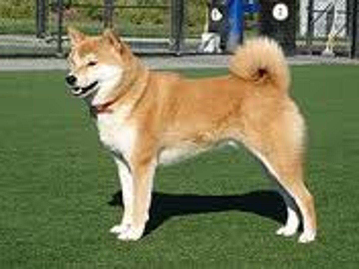 <p>Dog</p>