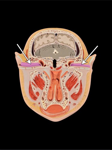 <p>(p.) external ear</p>