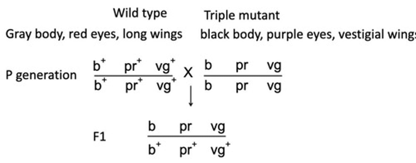 <p>Cock feathering is limited to males.</p>