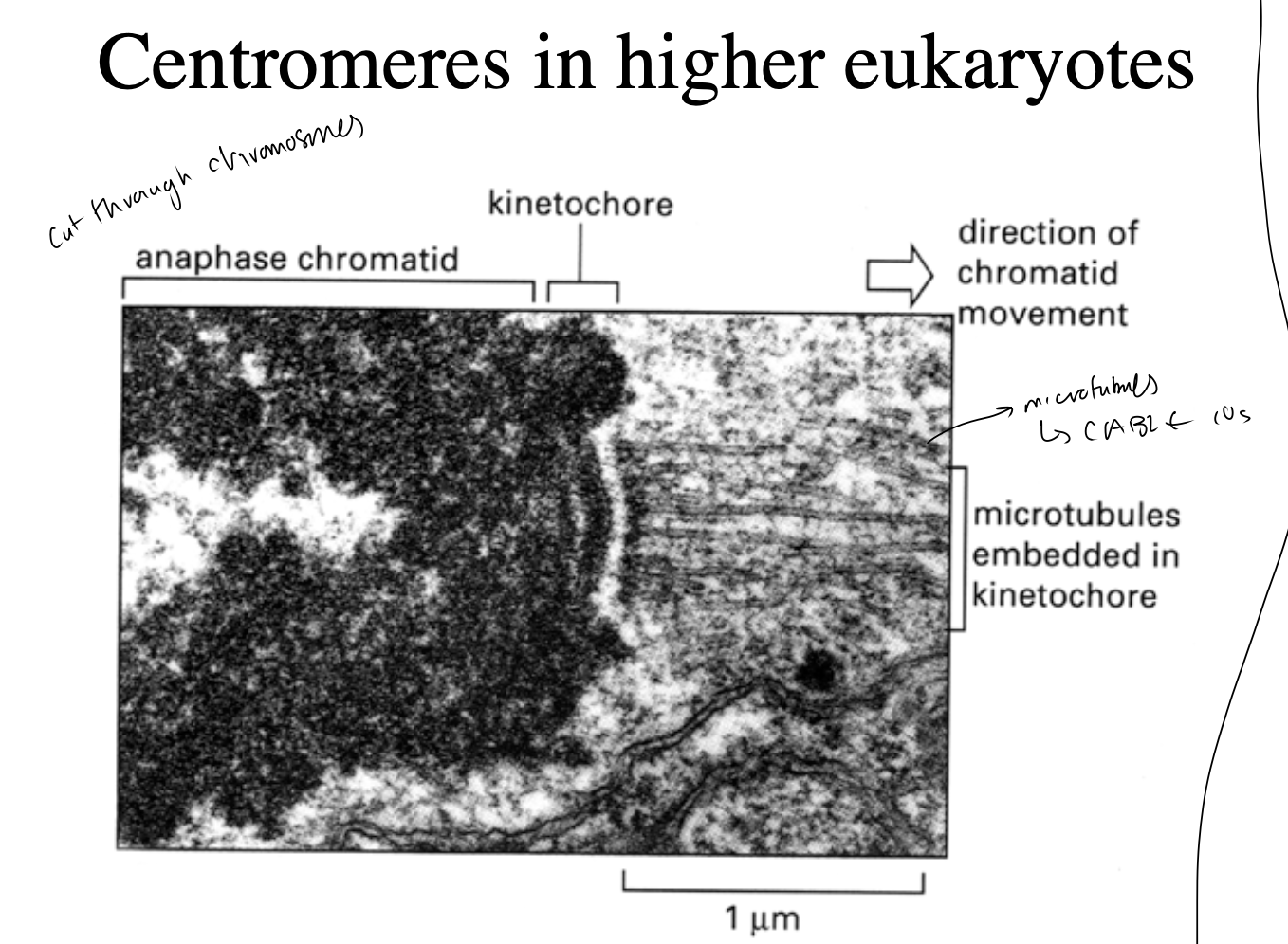 <ul><li><p>alpha-satellite DNA elements</p></li><li><p>further assembled into specific centromeric heterochomatin</p><ul><li><p>spreads even further into chromosomes</p></li></ul></li></ul><p></p>