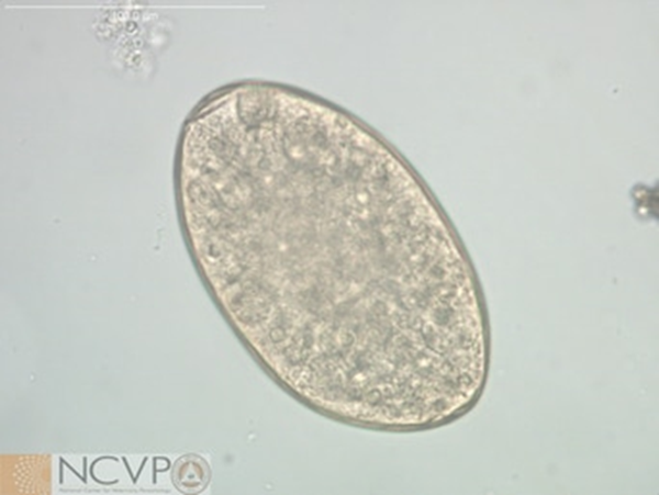 <p>cattle, sheep, and other ruminants I. host 1st aquatic snail 2nd none cercariae encyst on aquatic vegetation bile duct necropsy clorsulon liver fluke liver rot ZOONOTIC</p>