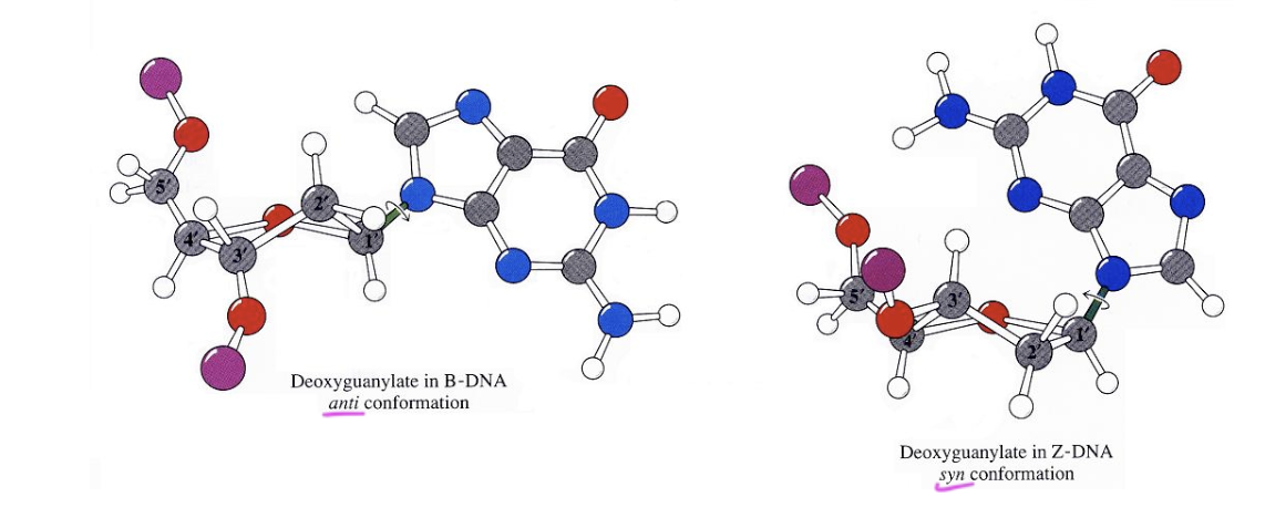 <p>anti</p><ul><li><p>helps form the DNA double helix</p></li></ul><p></p>