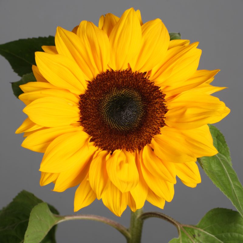 <p>Sunflower</p>