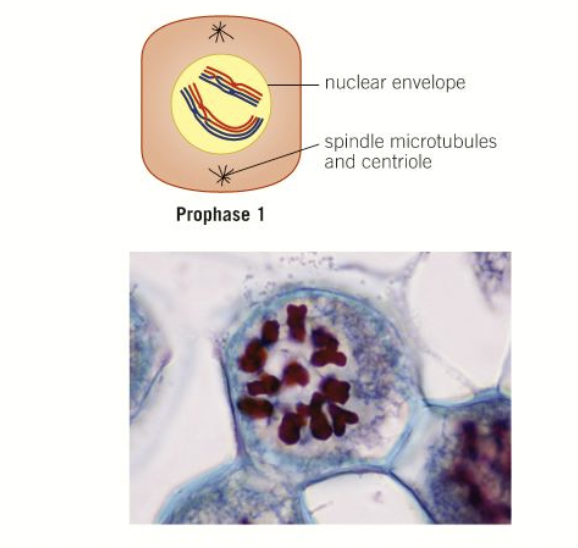 <ol><li><p>chromosomes condense</p></li><li><p>nuclear envelope disintegrates </p></li><li><p>nucleolus disappears</p></li><li><p>spindle formation begins </p></li><li><p><strong>homologous chromosomes pair up, forming bivalents </strong></p></li><li><p>the chromosomes moving through the liquid cytoplasm as they are brought together results in the chromatids entangling- <strong>crossing over</strong></p></li></ol>