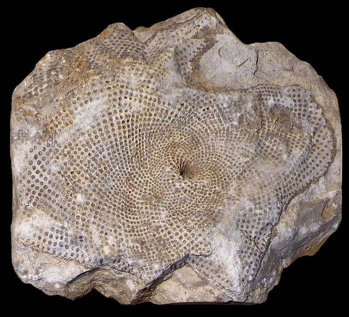 <p>Kingdom Chromista (Precambrian-Recent)</p><p>Ordovician-Devonian</p>