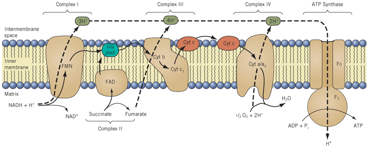 <p>This couples transport of protons into matrix with oxidative phosphorylation: formation of ATP</p>