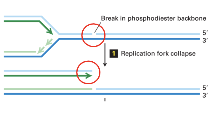 <p><strong>Collision with a pre-existing single strand break</strong> during DNA unwinding because of replication can cause the replication fork to collapse, generating a double strand break</p>