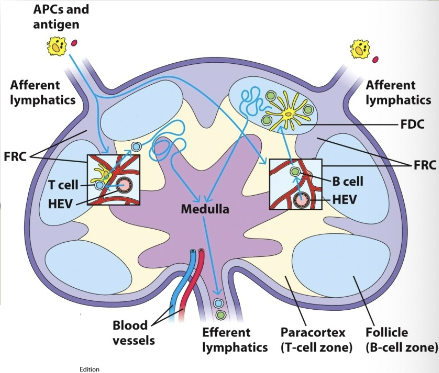 <p>naive lymphocytes sample stromal cells in here. B &amp; T cells are guided by different chemokine interactions to distinct microenviornments: B cells enter follicles, T cells enter paracortex. here, they will scan for antigens using their Ag receptors.</p>