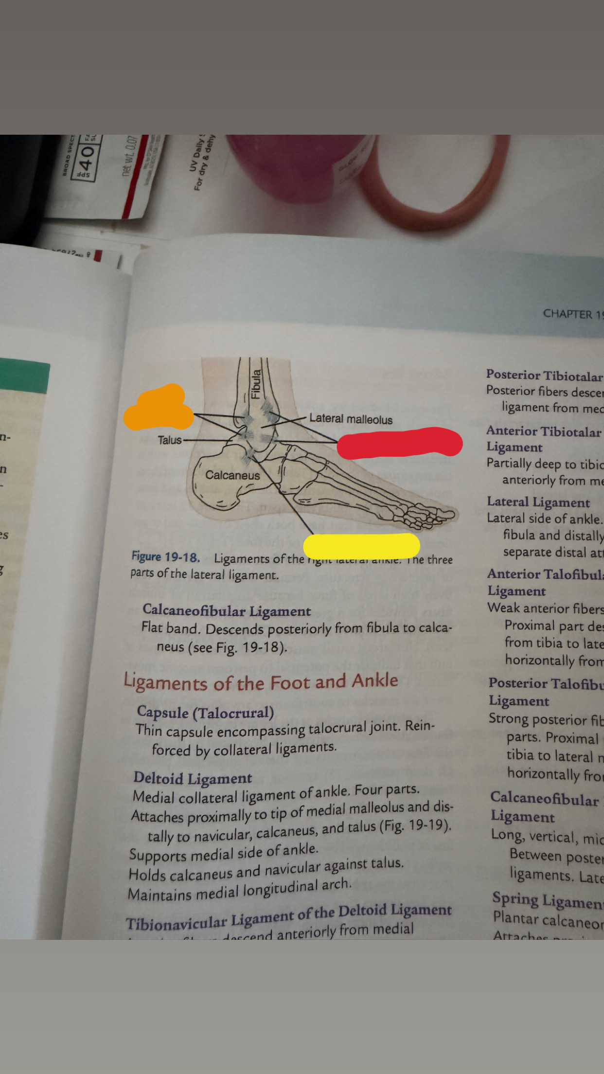 <p>what is orange (lateral view)?</p>