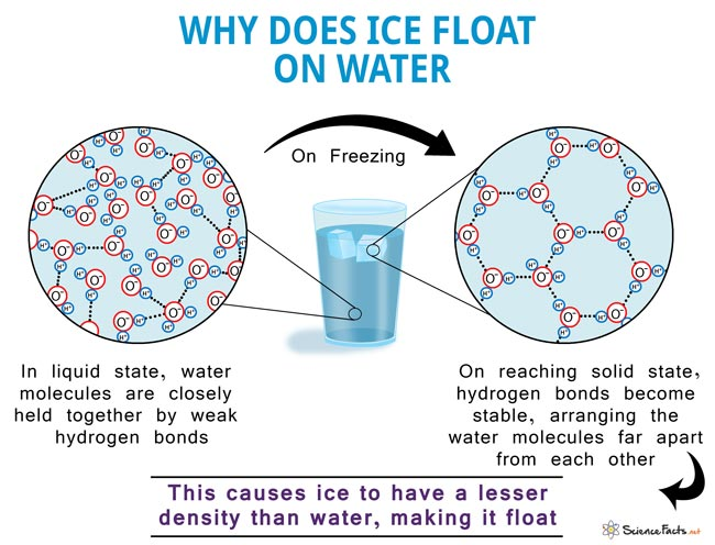 <p>H-bonded lattice in ice is less dense than liquid water.</p>