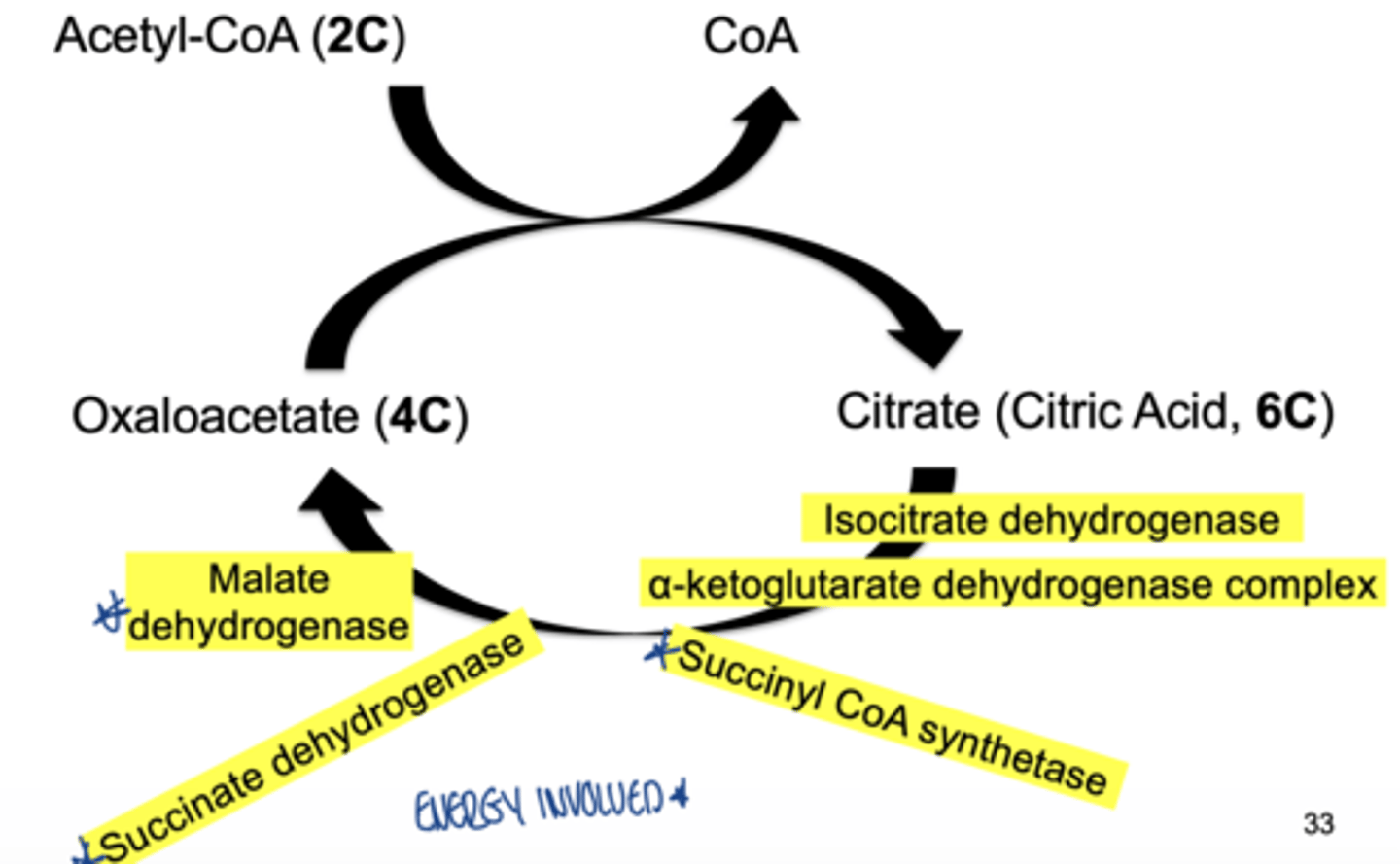 <p>- isocitrate dehydrogenase</p><p>- α-ketoglutarate dehydrogenase:</p><p>- succinyl CoA synthetase</p><p>- succinate dehydrogenase</p><p>- malate dehydrogenase</p>