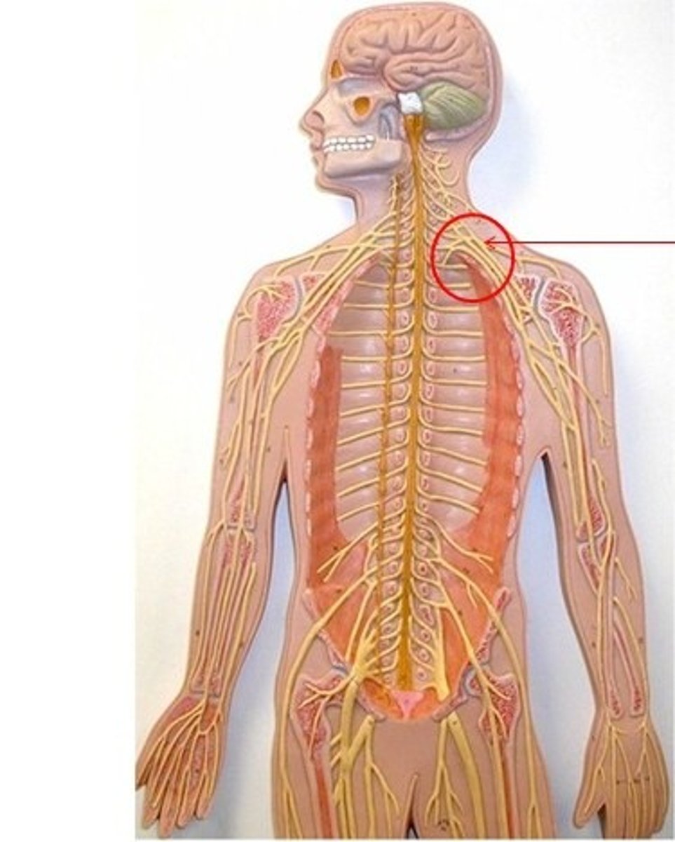 <p>Plexus formed by spinal nerves C5-T1, serving the upper limb</p>