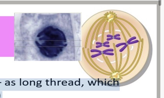 <p>1.condenses 2.poles. 3.centrioles 4.disappears. 5.cytoplasm</p>