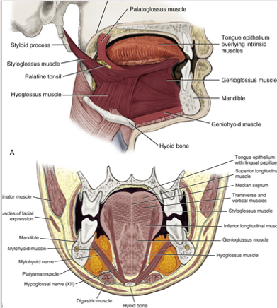 <ul><li><p>extrinsic tongue muscle</p></li><li><p><strong>involved with depression and retraction of tongue</strong></p></li><li><p><strong>originates along the whole length of the hyoid bone and inserts into the side of the tongue</strong></p></li></ul><p></p>