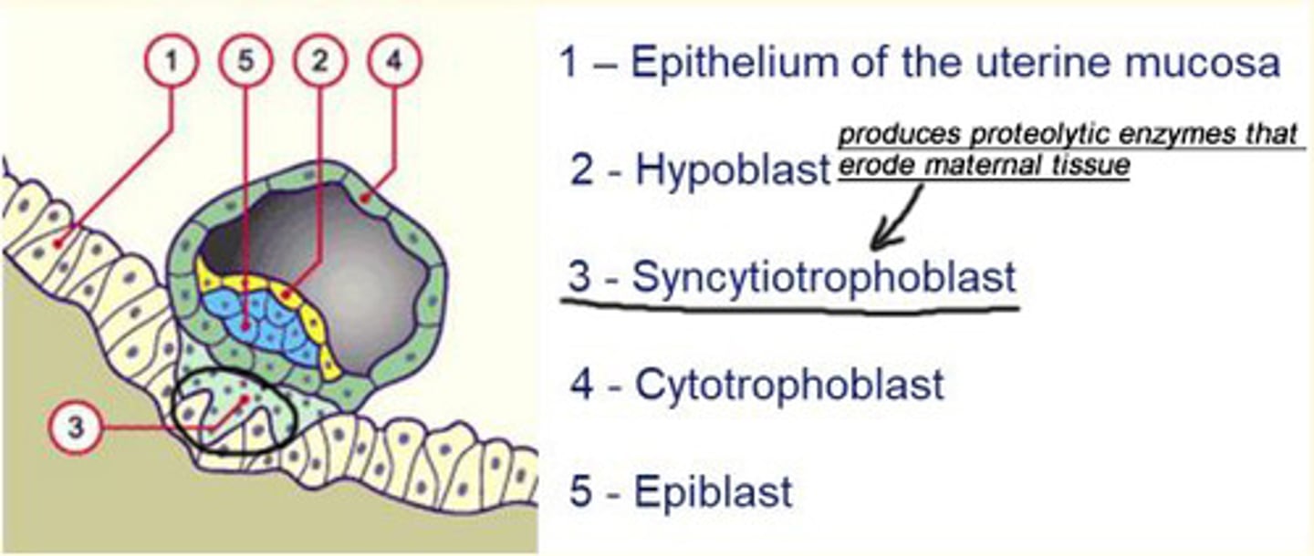 <p>Synctiotrophoblasts produce proteolytic enzymes that erode the maternal tissue which enables the embryo to burrow and implant securely into the endometrium </p>